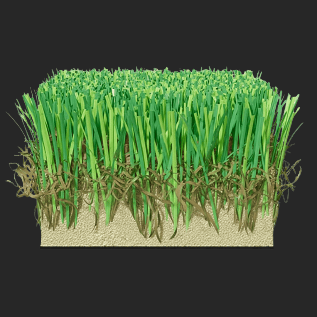 Campione del manto ITS GRASS GLORY